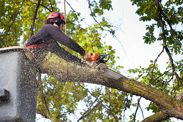 Best Lawn Watering Services  in Luther, OK